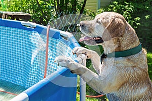 white labrador by the pool in the garden