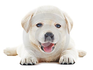 White labrador puppy