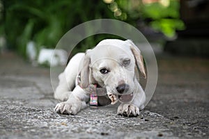 White labrador puppy resting outdoor. Cute white dog. White Labrador Retriever is lying in summer day