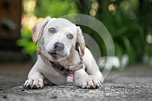 White labrador puppy resting outdoor. Cute white dog. White Labrador Retriever is lying in summer day