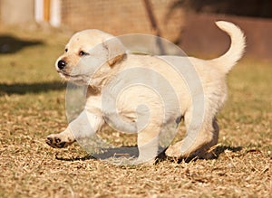 White Labrador puppy runs on grass