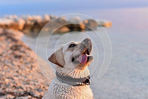 White Labrador retriever bathes in the blue sea. white dog swims in the sea/ Happy dog on the beach