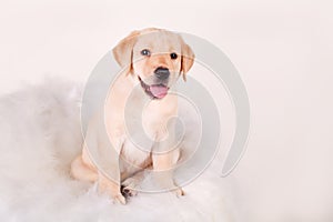 White labrador retriever puppy dog looking away from the camera on white background
