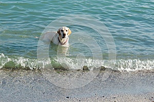 White labrador retriever with red collar swimming in the sea
