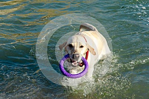 A white labrador retriever with a red collar, swimming in the sea, holds a purple ring in his teeth