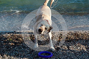 White labrador retriever splashing water around during shake after sea swim