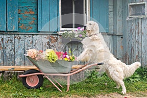 A white Labrador retriever stands with paws on a garden wheelbarrow with autumn flowers