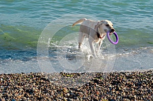 White labrador retriever swims in the sea. Playful happy dog bears purple ring