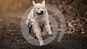 White labrador