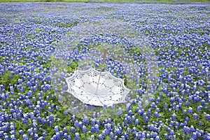 White lace parasol upside down in a field of Texas bluebonnets