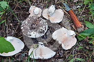 White lactarius in the forest