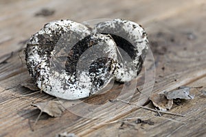 White Lactarius resimus mushroom genus Lactarius family Russulaceae