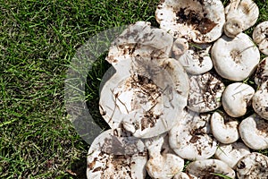 White Lactarius resimus mushroom genus Lactarius family Russulaceae. Mushrooms lie on the green grass. Collecting and harvesting