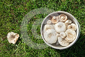 White Lactarius resimus mushroom genus Lactarius family Russulaceae. Mushrooms lie soaked in a bucket of water against a