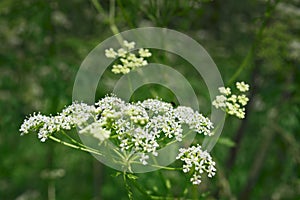 White lacy flowers of goutweed