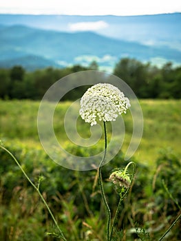 White Lacy Wildflower in Mountain Landscape