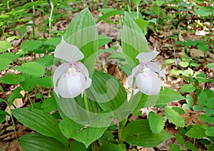 White Lady's Slipper