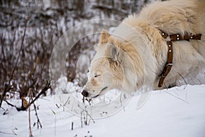 The white laika walks in sunny winter day