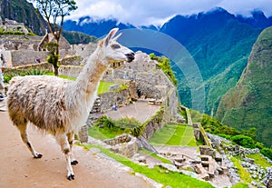 White lama on Machu Picchu inca ruins in Peru