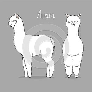 White lama vector illustration. Fas and profile. photo