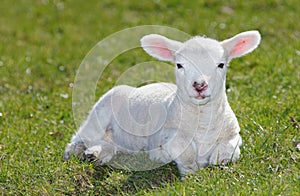 White lamb photo