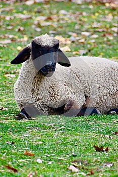 A White Lamb with Black Face Lying in the Pasture.