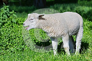 White lamb bleating and calling mother in meadow