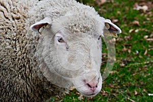 A White Lamb Looking into the Camera