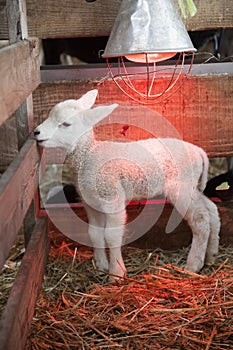 White lamb under heat lamp in barn of organic farm in holland