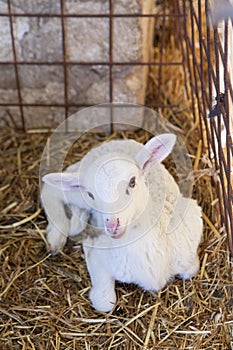 A White Lambkin crouched in the stable