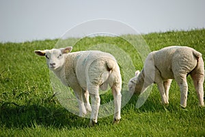 White lambs grazing meadow