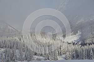 Bílá krajina lesy a stromy ze sněhu ve Vysokých Tatrách Slovensko
