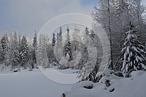 Bílá krajina lesy a stromy ze sněhu ve Vysokých Tatrách Slovensko