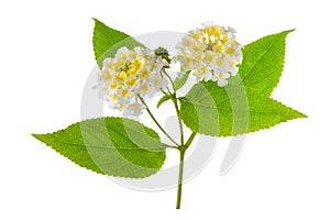 White Lantana Camara flower is isolated on white background, close up