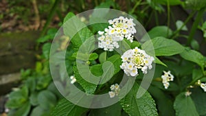 White Lantana Camara Flowers Blooming