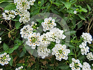 WHITE LANTANA INVOLUCRATA OR BUTTONSAGE