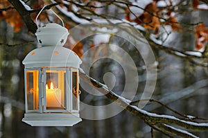 White lantern hanging on fir branch in forest.