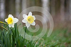 White Large-Cupped daffodils in springtime photo
