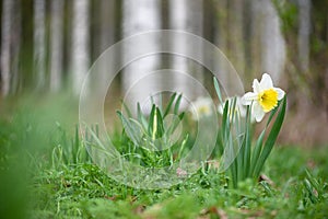 White Large-Cupped daffodils in springtime photo