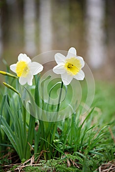 White Large-Cupped daffodil Ice Follies in springtime photo