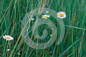 White large daisy flowers on a background of green grass. Selective focus. Summer background