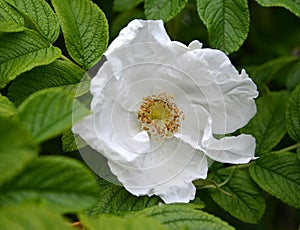 White large flower of a dogrose wrinkled roses wrinkled Rosa rugosa L.