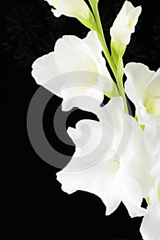 White large flowered Gladiolus flower black background