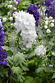 White larkspur flowers, Delphinium elatum
