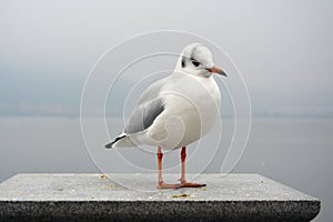 A white larus ridibundus seems sleepy