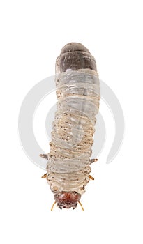 White larva of cockchafer detoured