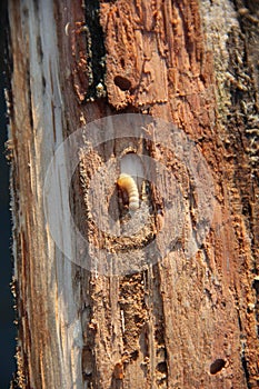 Larva of woodworm lives under pine bark. Common furniture beetle