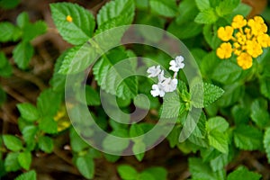 White latana involucrata flower on green leaf background photo