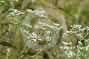 White Late Boneset Wildflower - Late Thoroughwort - Eupatorium serotinum