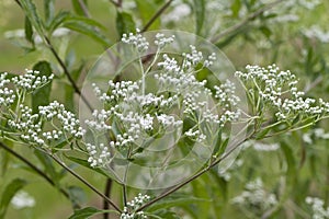 White Late Boneset Wildflower - Late Thoroughwort - Eupatorium serotinum